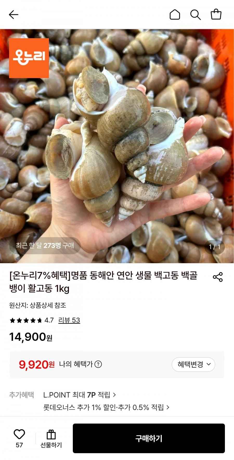 동해안 연안 생물 활 백고동 소소 1kg (55~65미)