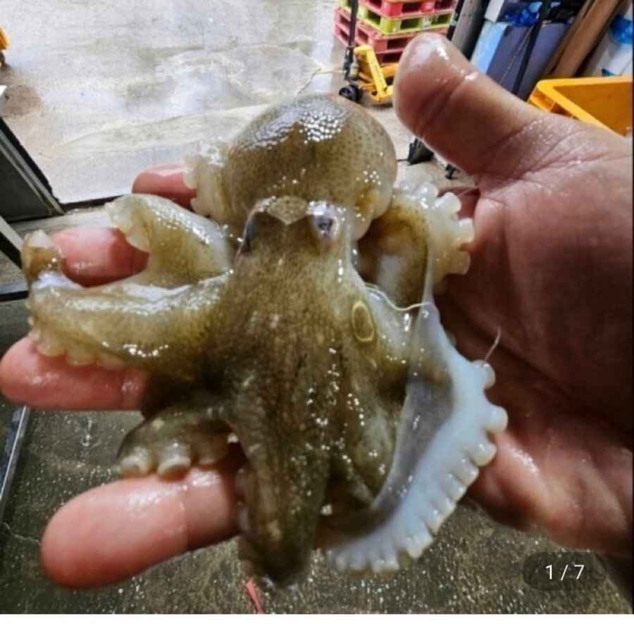 국내산 제철 활 주꾸미 1kg (22,940원/무료)