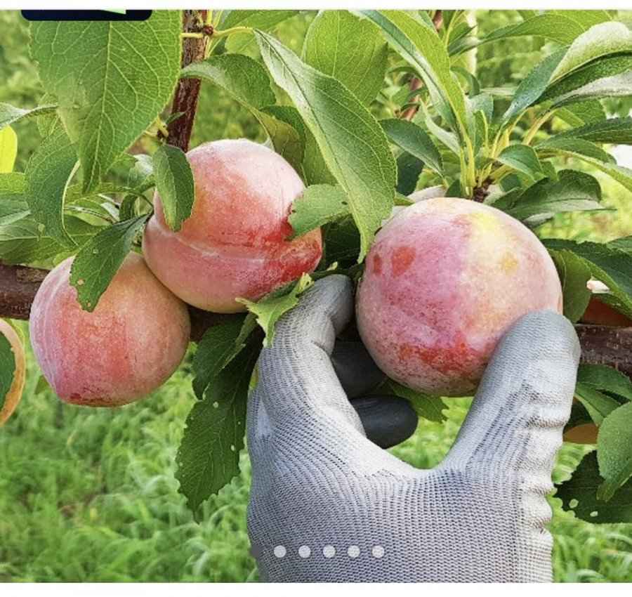 의성 옥자두 추희품종 2kg 대과 (14,210원/무료)