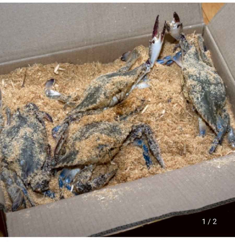 활 톱밥꽃게 3kg 12미 내외 (36,340원/무료)
