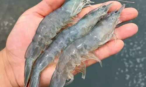 국내산 활 대하 흰다리새우 1kg 35미 내외