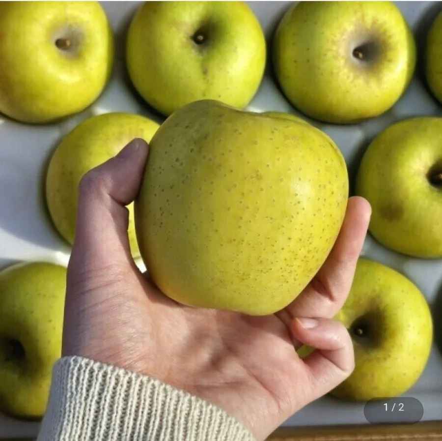 경북 시나노골드 황금사과 5kg 소과 (13,860원/무료)