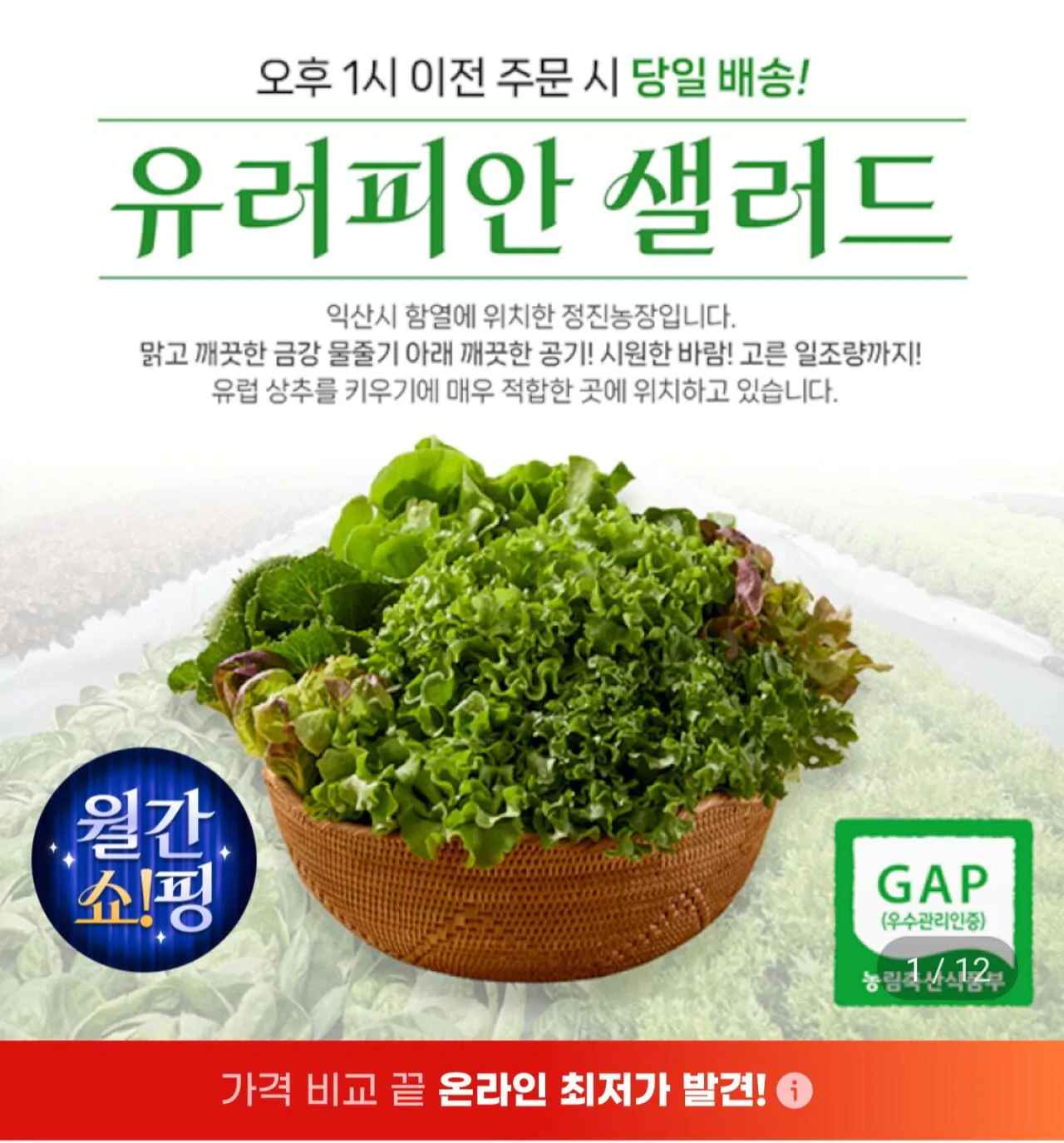 [지마켓] 유러피안 샐러드 상추 1kg (5,800원) (무료)