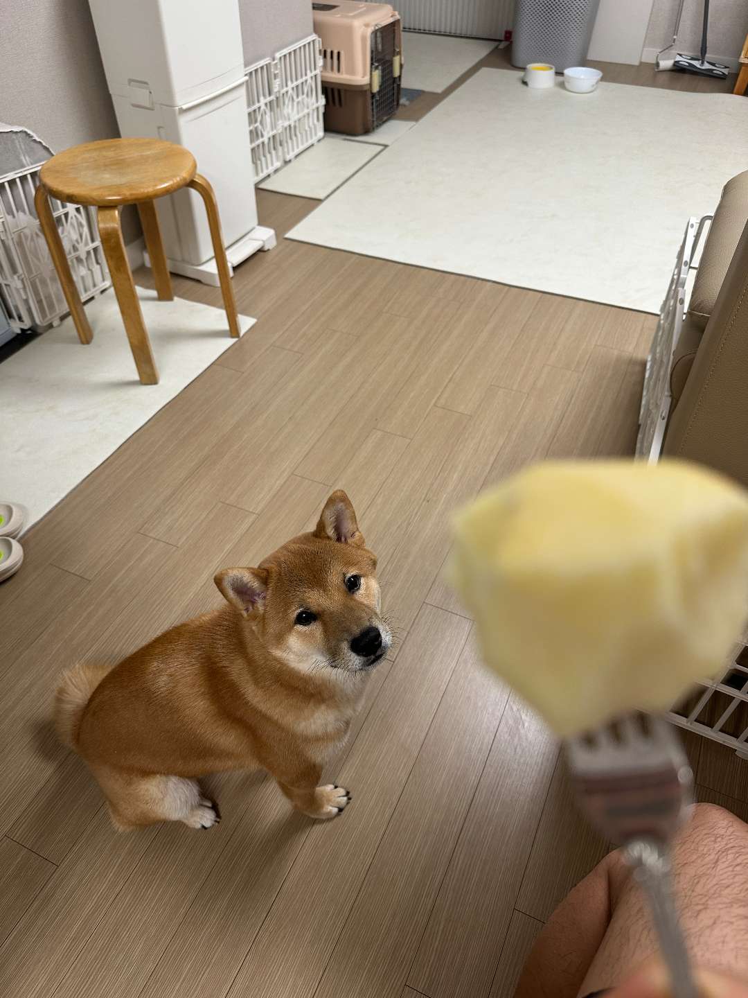 후끼무끼님이 올린 사진 1