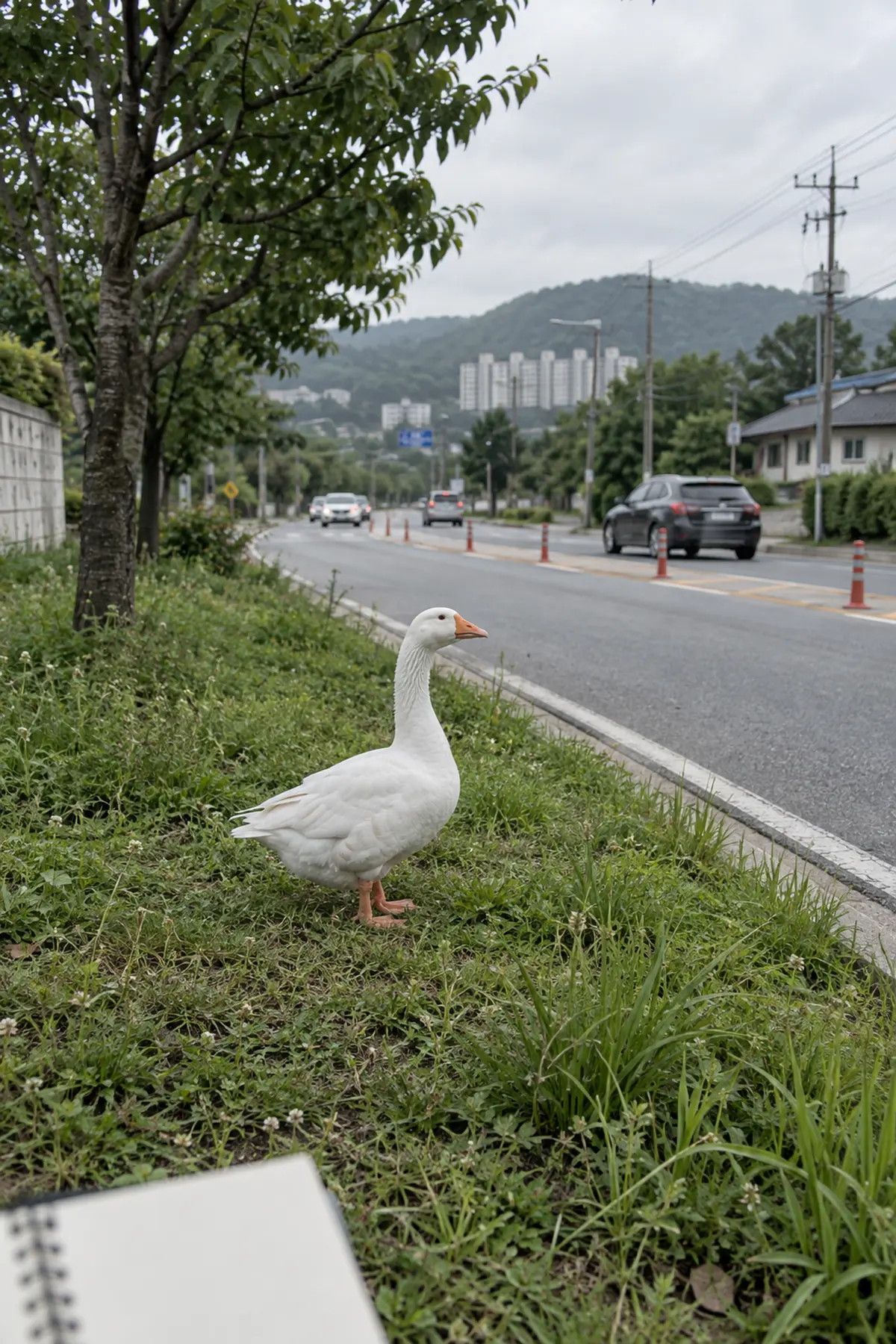 도로 가까이에서 흰 거위를 안전거리에 두고 관찰하는 모습