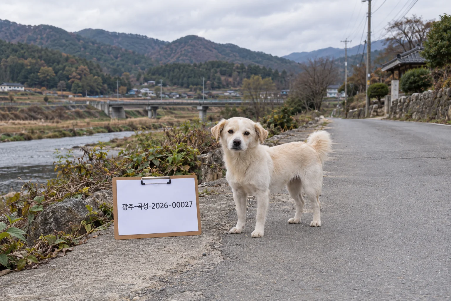 곡성읍 도로 옆에서 크림색 믹스견을 확인하는 보호 공고 장면